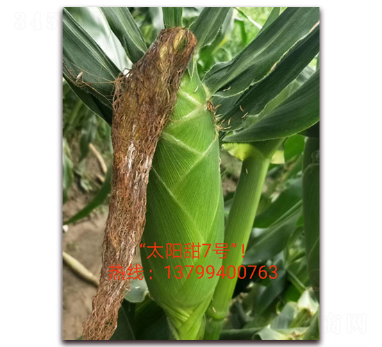 ̫���7̖-ˮ�����׷N��-ӳɽ��