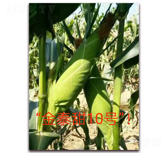 金泰甜10號(hào)-水果玉米種子-映山龍