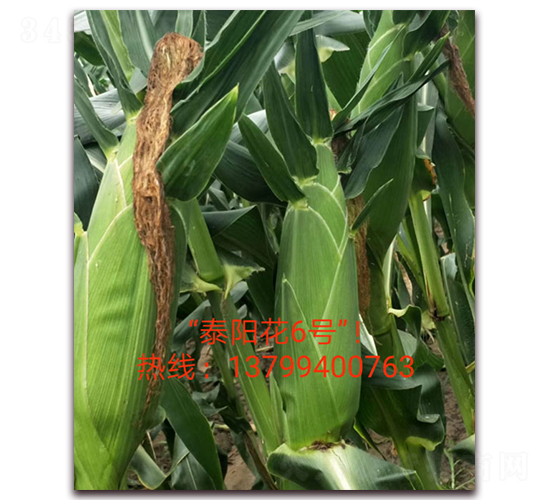 泰陽花6號(hào)-水果玉米種子-映山龍