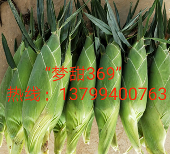 夢(mèng)甜369-水果玉米種子-映山龍