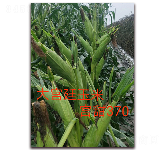 �m��370-ˮ�����׷N��-ӳɽ��