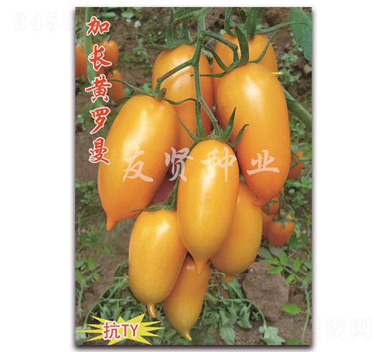 加長黃羅曼-卵型果番茄種子-友賢種業(yè)
