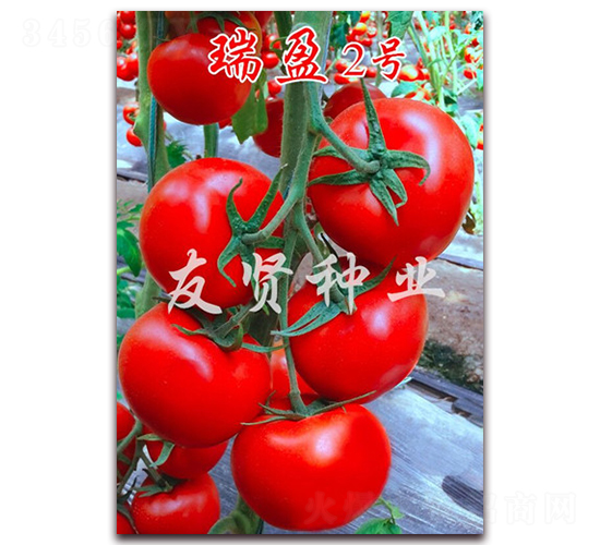瑞盈2號-紅色大番茄種子-友賢種業(yè)