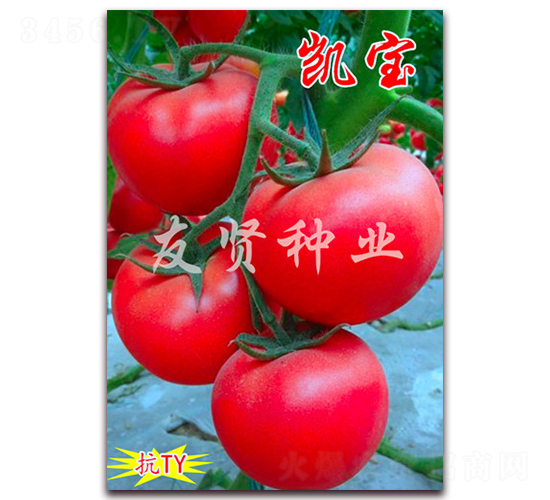 凱寶-粉色大番茄種子-友賢種業(yè)