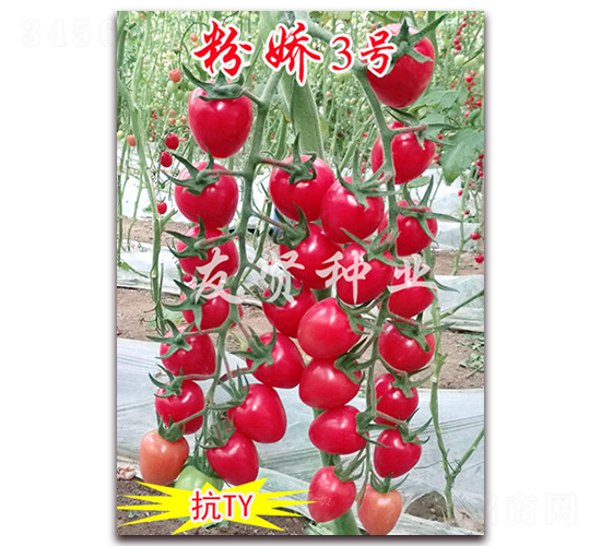粉嬌3號-抗TY病毒櫻桃小番茄種子-友賢種業(yè)