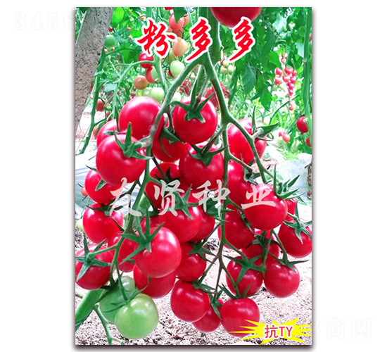 �۶��-��TY��������С���ѷN��-���t�N�I(y��)