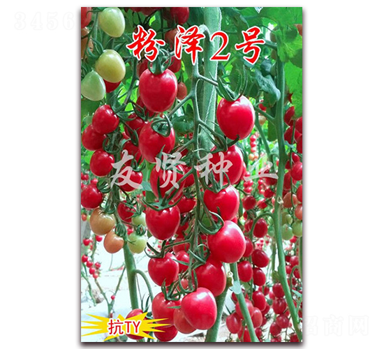 �۝�2̖(h��o)-��TY��������С���ѷN��-���t�N�I(y��)