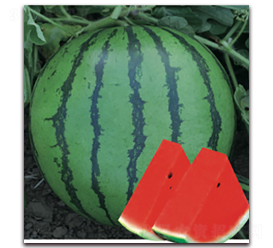 ������-���ϷN��-�Ƶ���