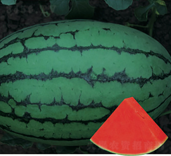 ������t��-���ϷN��-�Ƶ���