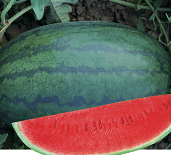 �S����̖(h��o)-���ϷN��-�Ƶ���