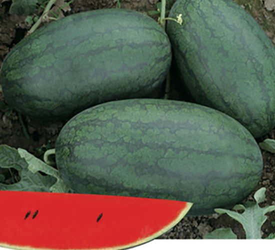 ������-���ϷN��-�Ƶ���