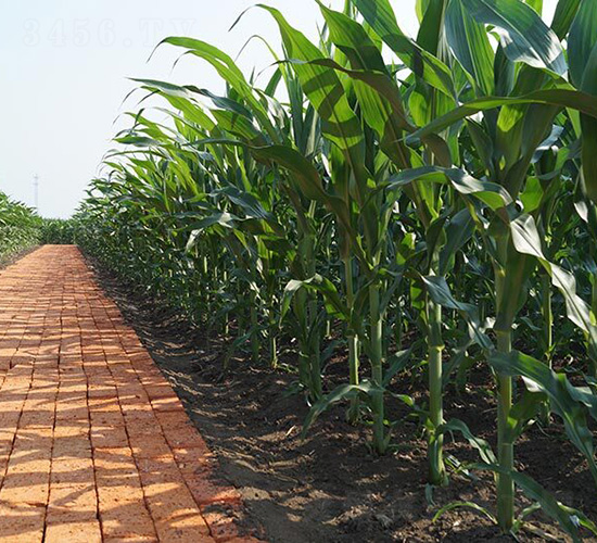 潤(rùn)農(nóng)718-平安種業(yè)