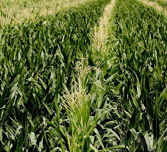 通平198-平安種業(yè)