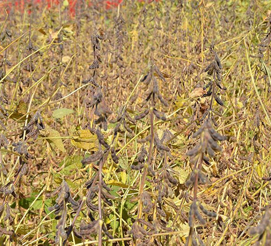 ƽ����16̖(h��o)-ƽ���N�I(y��)