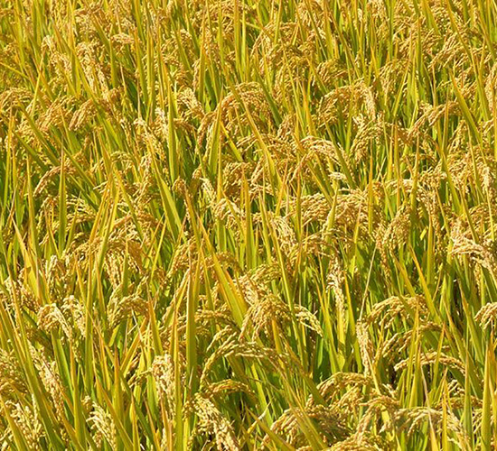 ƽ������8̖-ƽ���N�I(y��)