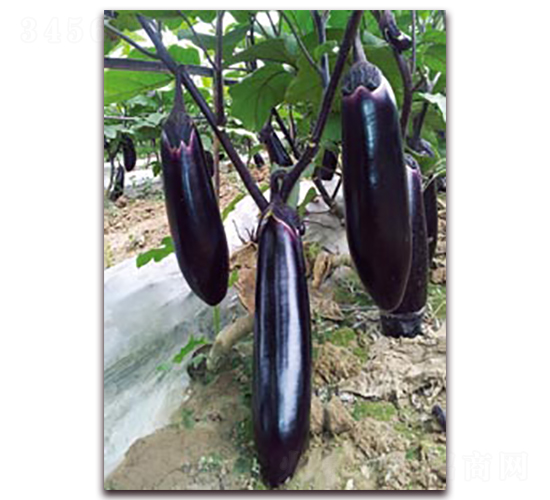 金領(lǐng)秀-茄子種子-茄果種業(yè)
