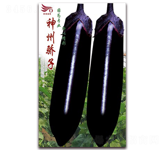 神州驕子-茄子種子-茄果種業(yè)