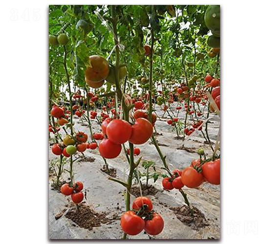 ɣ�r(n��ng)P377-��TY���ѷN��-ɣ�r(n��ng)�N�I(y��)