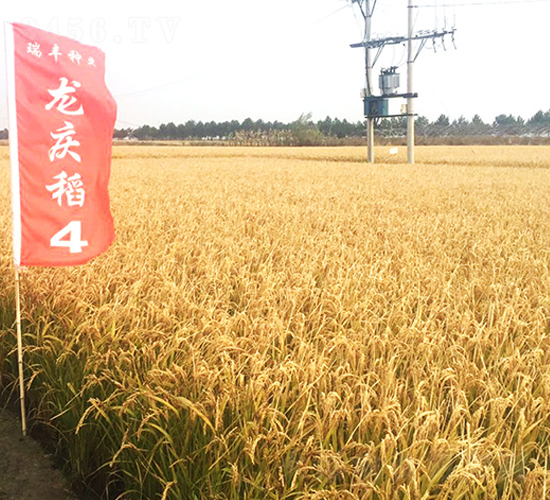 龍慶稻4號(hào)-小麥種子-瑞豐種業(yè)
