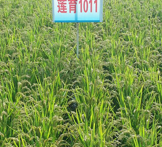 ɏ��1011-ˮ���N��-ɏ�R�r(n��ng)�I(y��)