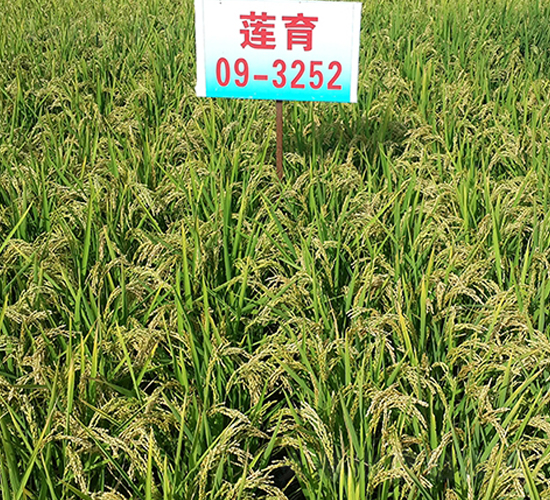 蓮育09-3252-水稻種子-蓮匯農(nóng)業(yè)