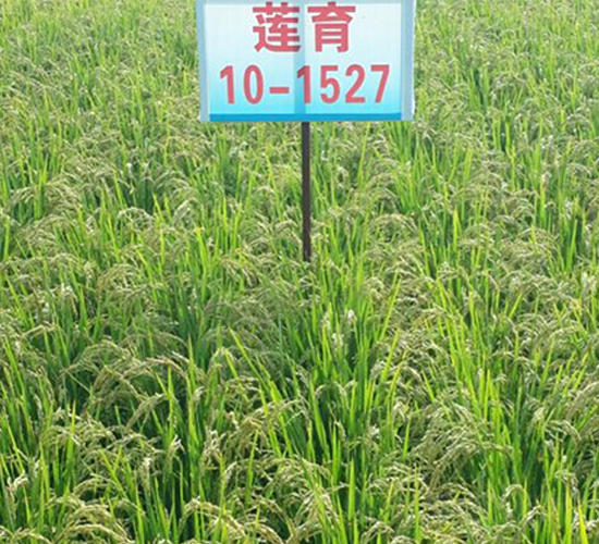蓮育10-1527-水稻種子-蓮匯農(nóng)業(yè)