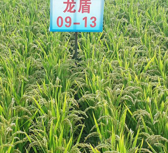 龍盾09-13-水稻種子-蓮匯農(nóng)業(yè)