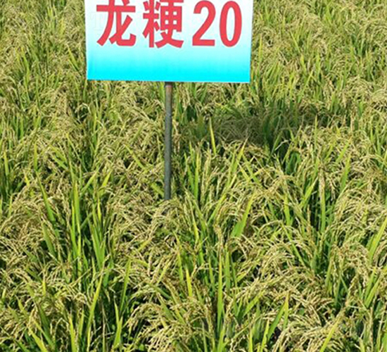 ����20-ˮ���N��-ɏ�R�r(n��ng)�I(y��)