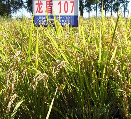 龍盾107-水稻種子-蓮匯農(nóng)業(yè)