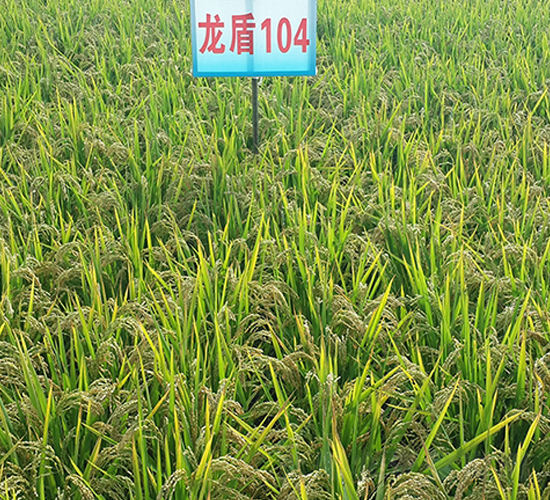龍盾104-水稻種子-蓮匯農(nóng)業(yè)