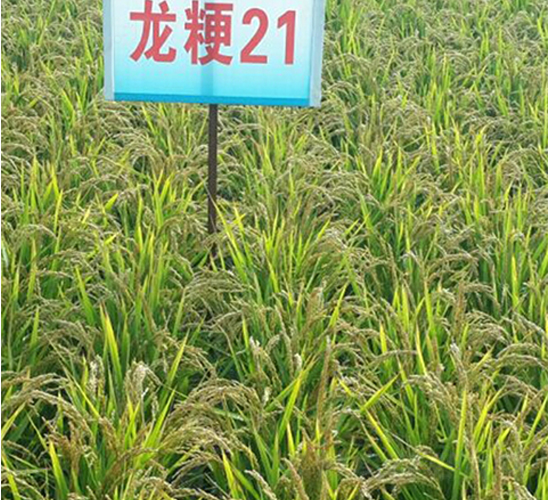 龍粳21-水稻種子-蓮匯農業(yè)