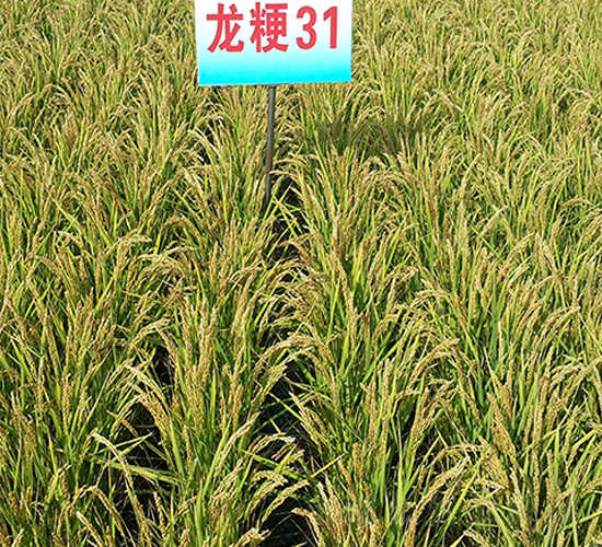 ����31-ˮ���N��-ɏ�R�r(n��ng)�I(y��)