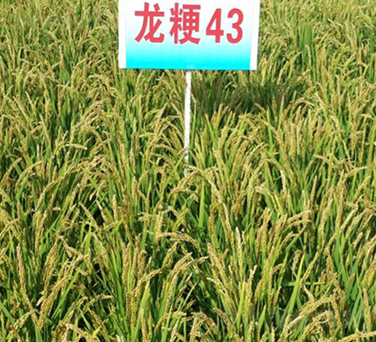 龍粳43-水稻種子-蓮匯農(nóng)業(yè)
