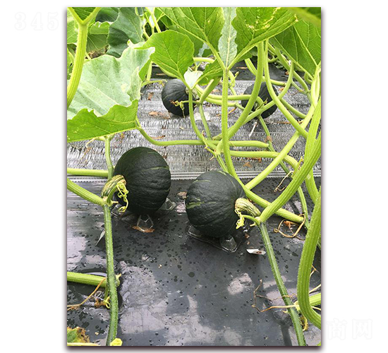 �p��-�ϹϷN��-���\�N��