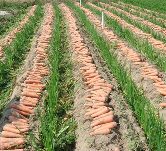 ���t���}��-���}���N��-���\�N��