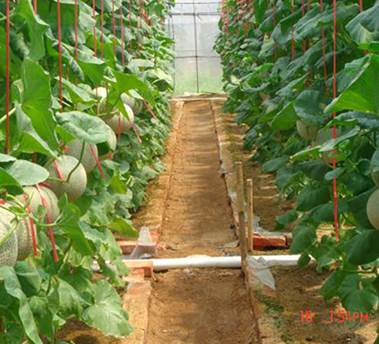 �����˾W(w��ng)�y���-��ϷN��-���\(ch��ng)�N��