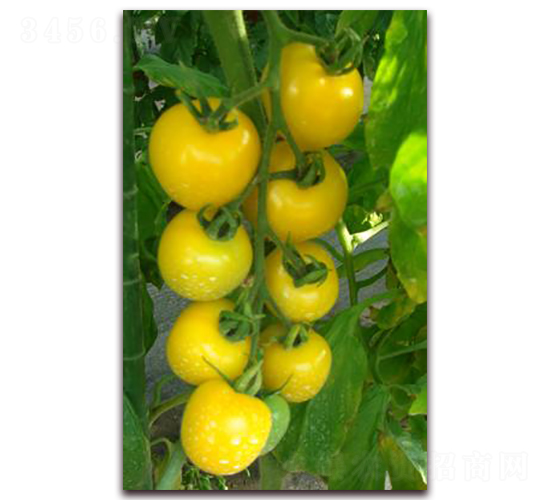 �S�����ͷ���-���ѷN��-���\�N��