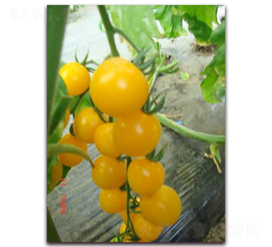 �S��С����-���ѷN��-���\�N��