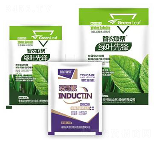 綠葉先鋒-金吉達