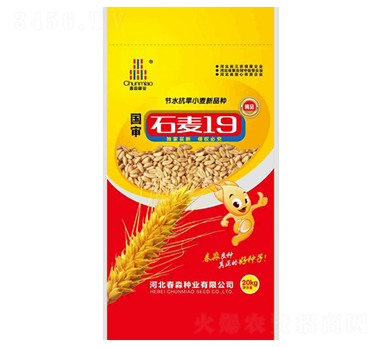 石麥19號-春淼種業(yè)