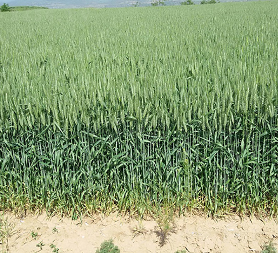 西農(nóng)189-隆豐種業(yè)