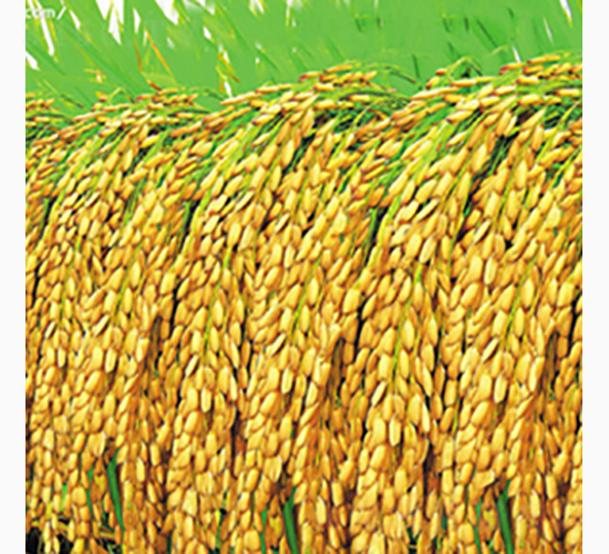 綏粳4號(hào)-齊山種業(yè)