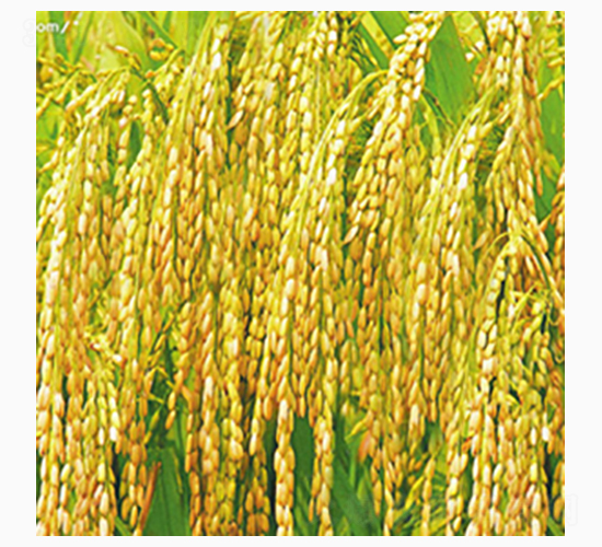 ����2̖-�Rɽ�N�I(y��)