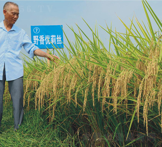 野香優(yōu)莉絲-綠海種業(yè)