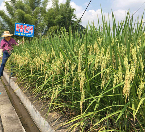 野香優(yōu)9號-綠海種業(yè)