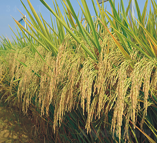 野香優(yōu)2號(hào)-綠海種業(yè)