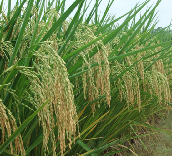 綠海優(yōu)688-綠海種業(yè)