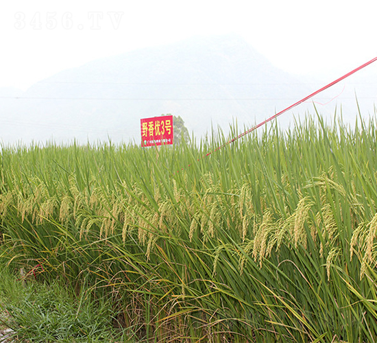 野香優(yōu)3號(hào)-綠海種業(yè)