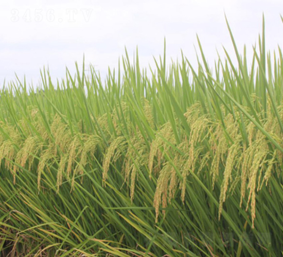 野香優(yōu)700-綠海種業(yè)