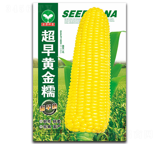 超早黃金糯-玉米種子-泉源